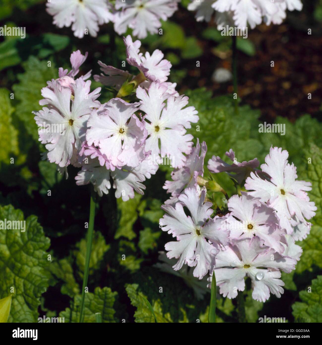 Primula sieboldii - `Apple Blossom'   ALP081467 Stock Photo